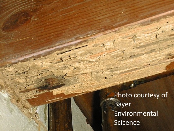 termite damaged wood