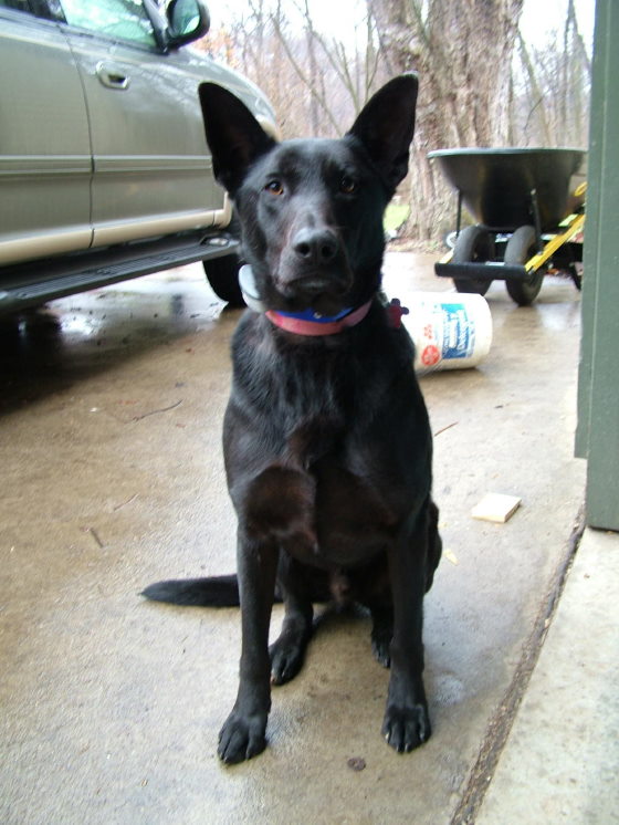 Cinder wearing invisible fence collar