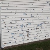 Hail Damage on siding