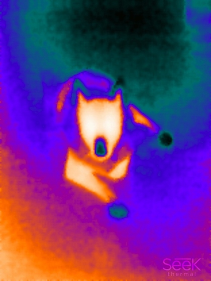 Lady the Dog Thermal image