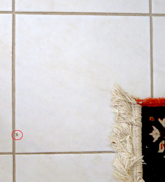 See the small circled area where the white tile is chipped? This can be repaired in less than an hour! Photo Credit: Andrew Vous