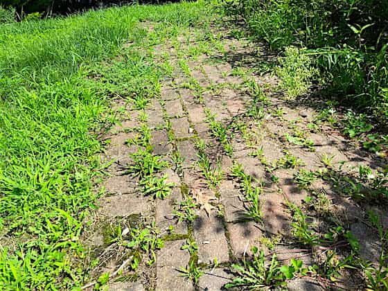 paver weed control