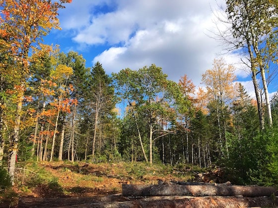 log building lot