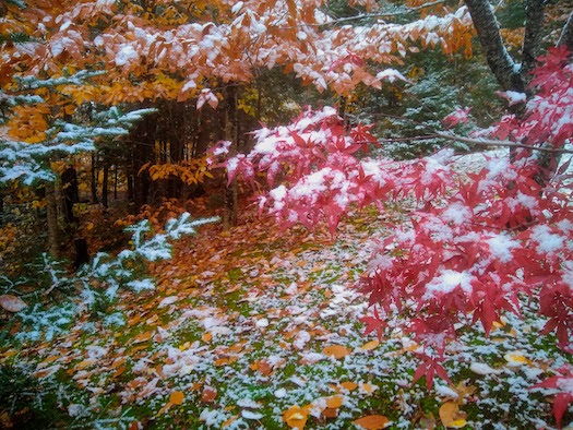 snow on colored tree leaves